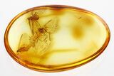 Four Fossil Winged Aphids (Hemiptera) In Baltic Amber #288163-1